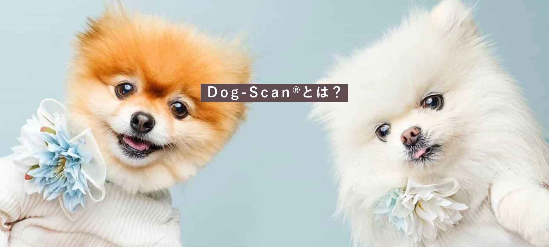 Dog-Scan®とは？